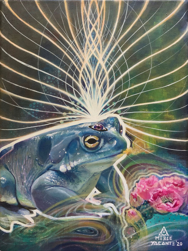 Bufo iluminado