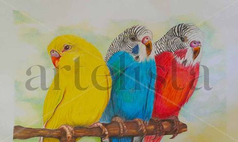 Pájaros
