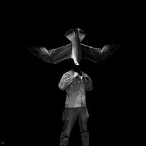 El hombre gaviota