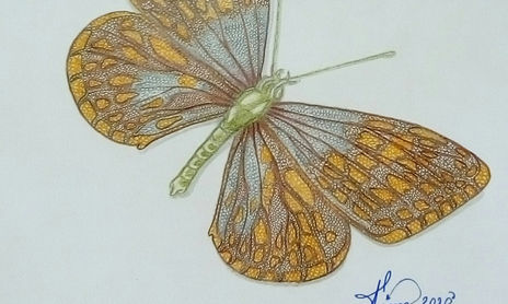 Beautiful Butterfly