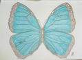 Morpho H. C.