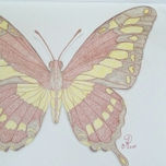 Beautiful Butterfly thumbnail 2