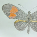 Beautiful Butterfly thumbnail 1