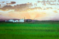 ATARDECER EN LOS ARROZALES