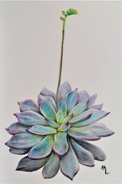 Echeveria elegans