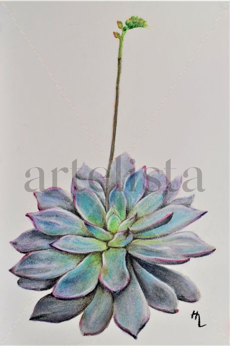 Echeveria elegans