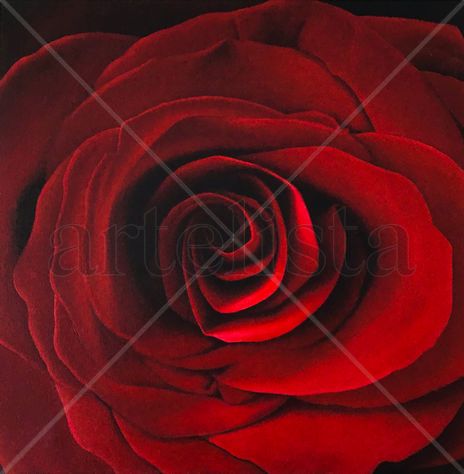 Rosa