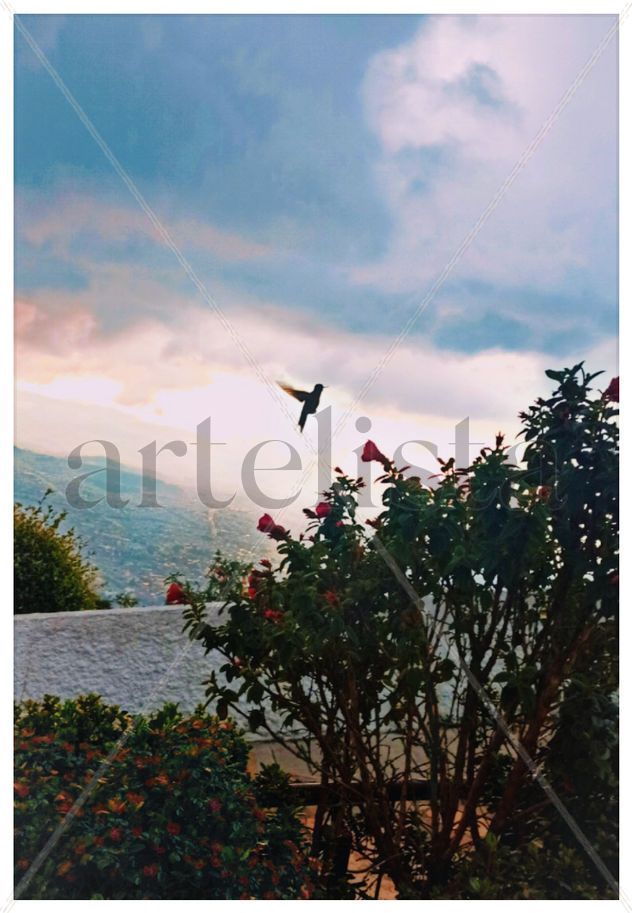 be free with a bird