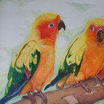 Pájaros thumbnail 1