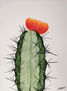 El cactus