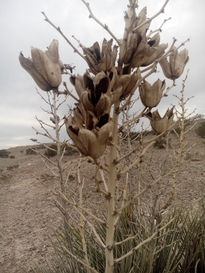 Planta de desierto