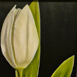 flores thumbnail 2
