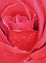 flor
