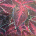 Naturaleza thumbnail 2