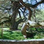 Naturaleza Viva thumbnail 2