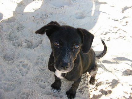 Cão