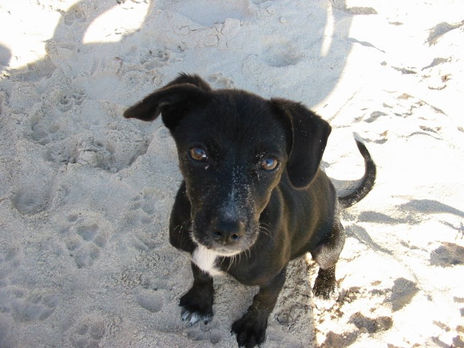 Cão