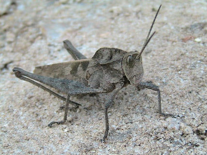 Grilo
