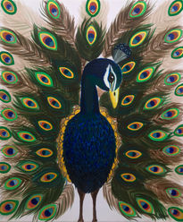 Pavo cristatus