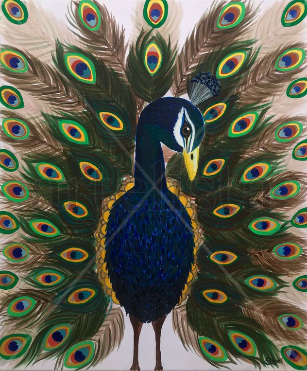 Pavo cristatus