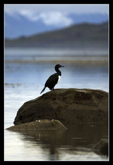 Cormoran de cuello negro Naturaleza Color (Digital)