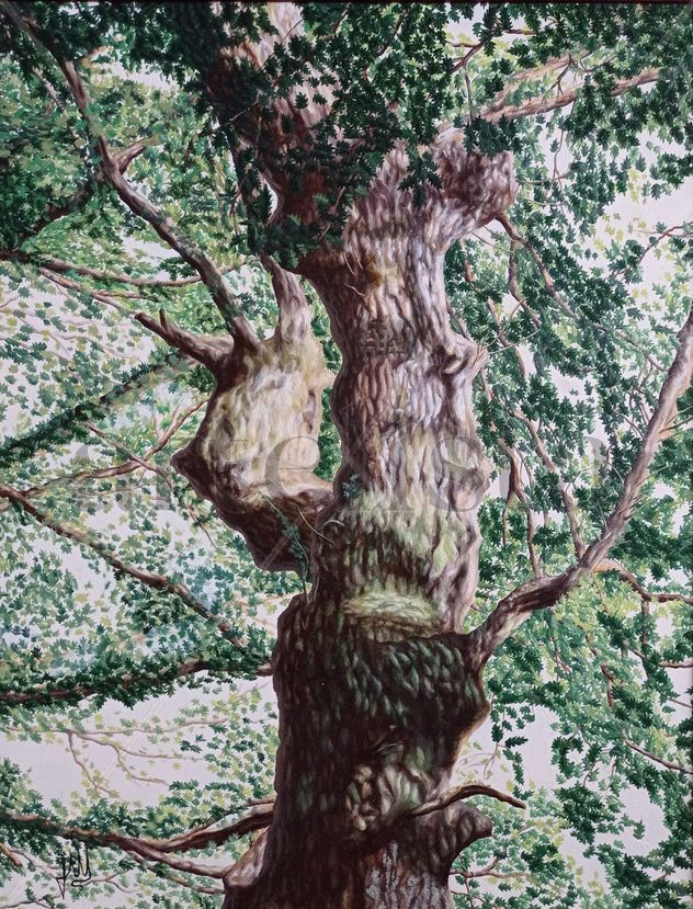 Roble