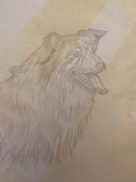 Perro