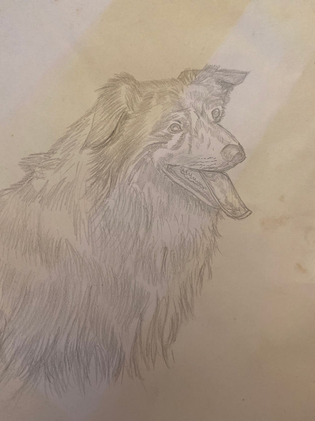 Perro