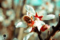 Fotografía flores primavera