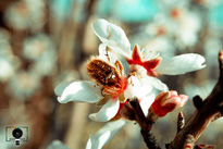 Fotografía flores...