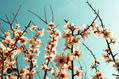 fotografía flores
