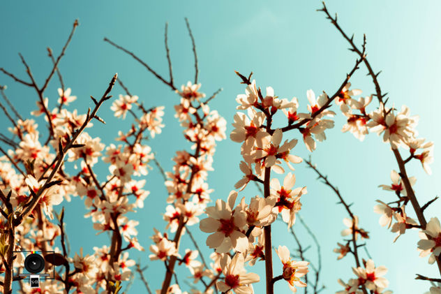 fotografía flores