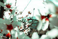 fotografía flores