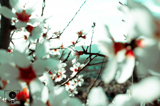 fotografía flores