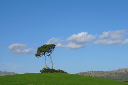 Los pinos