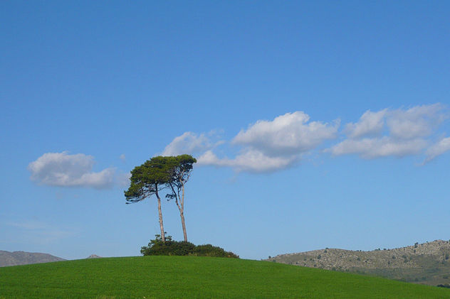 Los pinos