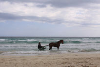 El caballito de mar