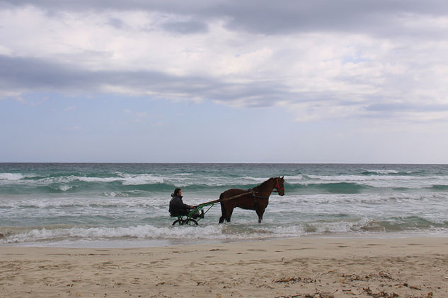 El caballito de mar Other Themes Color (Manual)