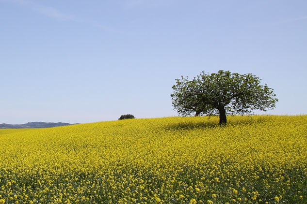 La primavera Naturaleza Color (Química)