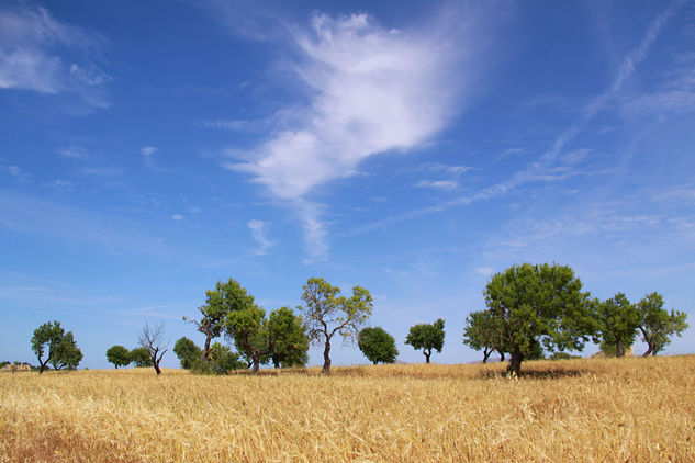 El verano Naturaleza Color (Química)