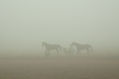 Caballos en la niebla