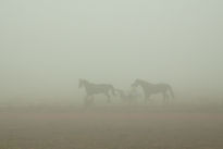 Caballos en la niebla