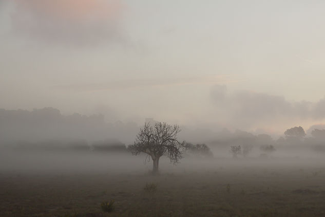 La higuera Naturaleza Color (Química)