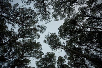 Los pinos