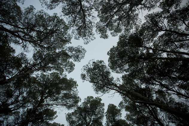 los pinos