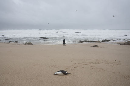 Muerte de una gaviota.