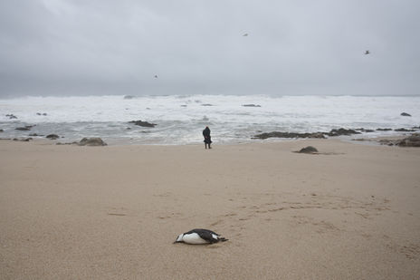 Muerte de una gaviota.