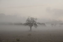 La Niebla de Unamuno