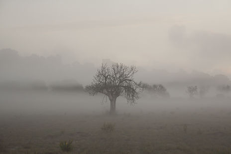 La Niebla de Unamuno