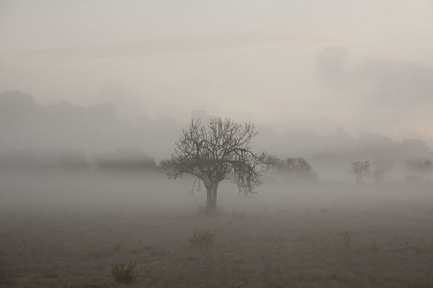 La Niebla de Unamuno